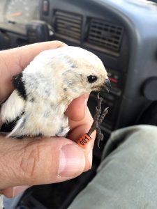 Adult male snowbunting 001