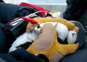 Atlantic Puffin download