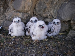 Peregrine Falcon chicks at the most northern known Peregrine nest in the world.