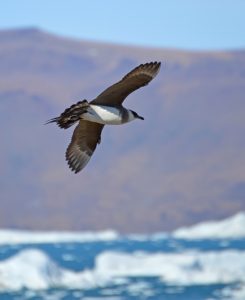 Paraitic Jaegar in flight