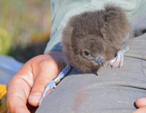 Parasitic Jaegar chick