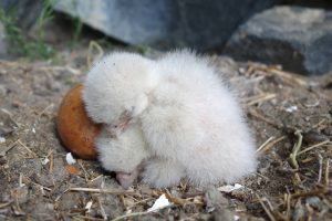 Peregrine chicks and egg