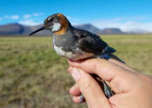 Red-necked Phalarope