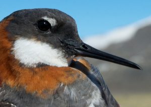 Red-necked Phalarope head